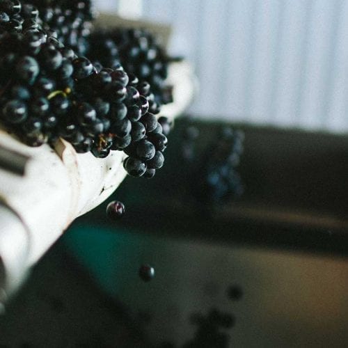 Grapes being processed to make wine at Dablon Vineyards & Winery in Baroda, Michigan.