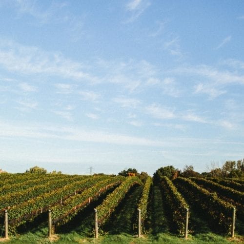 A view of the vineyard at Dablon Winery & Vineyard, Michigan.