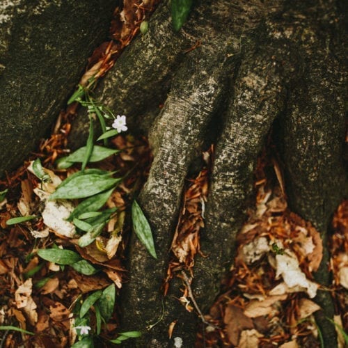 Wildflowers growing between thick tree roots in Warren Woods State Park, Michgian.