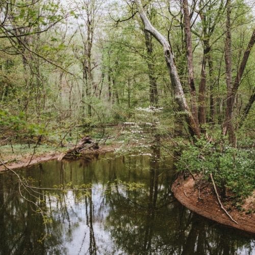 The Galien River in Warren Woods State Park, Michigan.