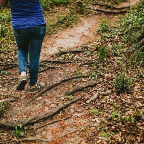 Hiking over thick tree roots in Warren Woods State Park, Michigan.