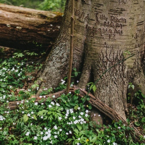 Bark carvings at the foot of a beech tree in Warren Woods State Park, Michigan.