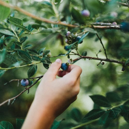 A child's hand picking blueberries at a u-pick farm in southwest Michigan.