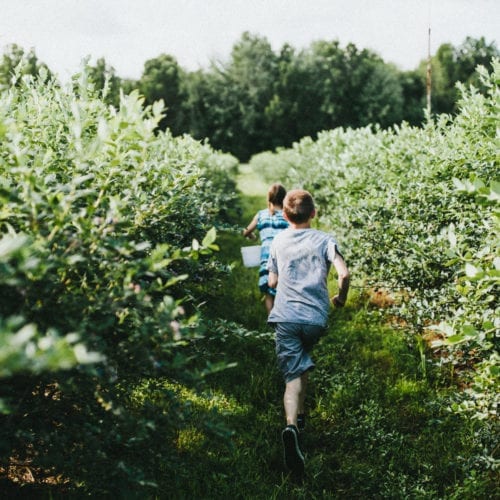 Children running between rows of blueberry bushes at a u-pick farm in southwest Michigan.