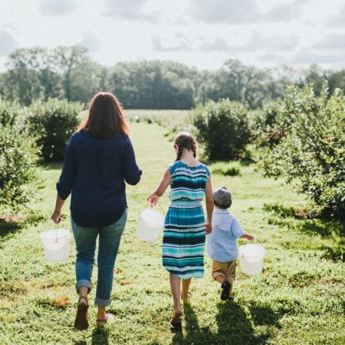 A mother and her children walking into the blueberry fields in a u-pick farm in southwest Michigan.