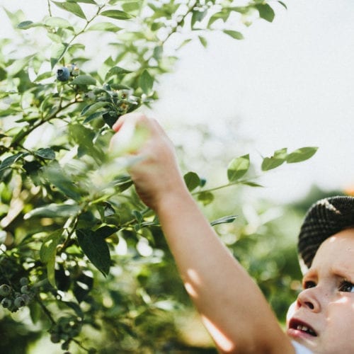 A little boy picking blueberries at a u-pick farm in southwest Michigan.