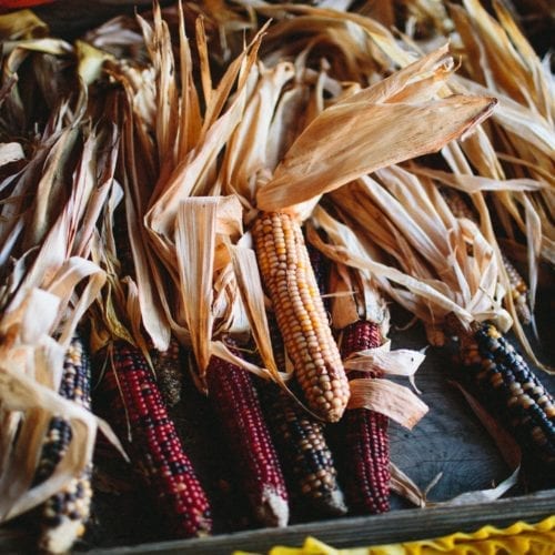 Indian corn at Dinges Fall Harvest in Three Oaks, Michigan.