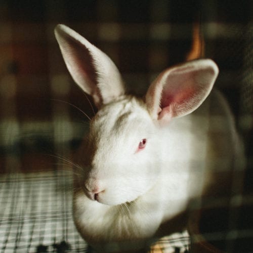 An albino bunny at Dinges Fall Harvest in Three Oaks, Michigan.