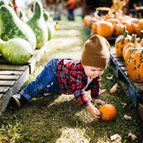 A toddler crawling among the pumpkins and gourds at Dinges Fall Harvest in Three Oaks, Michigan.