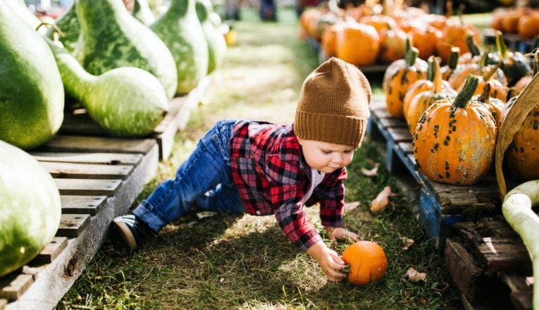 A toddler crawling among the pumpkins and gourds at Dinges Fall Harvest in Three Oaks, Michigan.