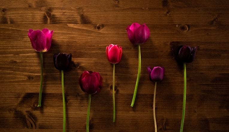 Gem colored tulips lying on a dark wood table.