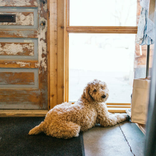 Golden doodle shop dog living its best life at Goods and Heroes in Three Oaks, Michigan.