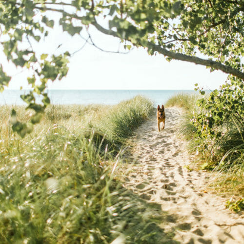Dog running down the path by the lake at Warren Dunes State Park in Sawyer, Michigan.
