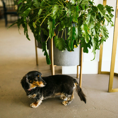 Alapash Interior Image of Shop Owner's Dog