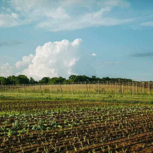 Rows of crops and hop trellises under a blue sky and billowy clouds at Flatwater Farm in Buchanan, Michigan.