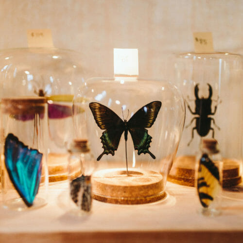 Preserved butterflies and insects at Journeyman Artisan Market in Three Oaks, Michigan.