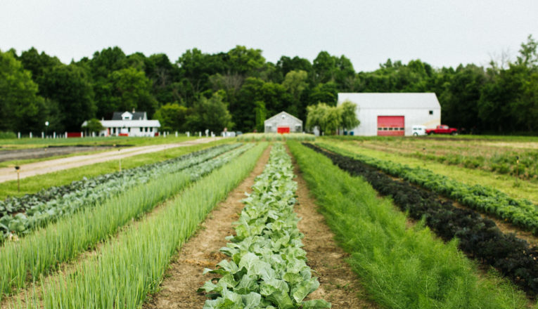 Rows of spring vegetables at Granor Farm in Three Oaks, Michigan.