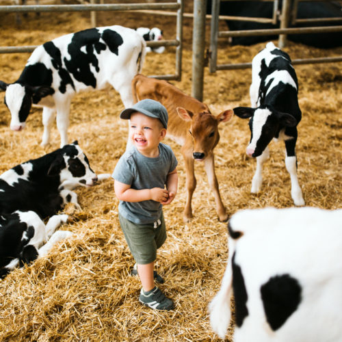 A smiling toddler standing amongst baby cows at Shuler Diary Farms in Baroda, Michigan.