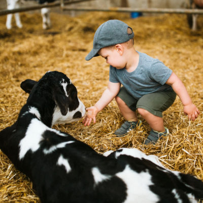 A small toddler bends down to let a black and white baby cow touch his hand at Shuler Dairy Farms in Baroda, Michigan.