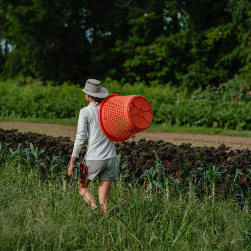 A young woman carrying an orange bushel through a field at Granor Farm in Three Oaks, Michigan.