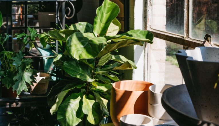 A happy fiddle leaf fig in a sunny window at Alapash Mercantile in Three Oaks, Michigan.