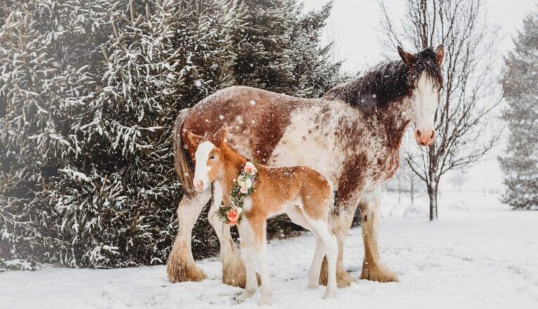 Mother and baby clydesdales in a snowy landscape at Sandy Acres Clydesdales in La Porte, Indiana.