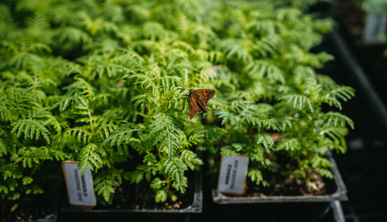 A butterfly perches on a plant in rows of organic seedlings at Granor Farm in Three Oaks, Michigan.