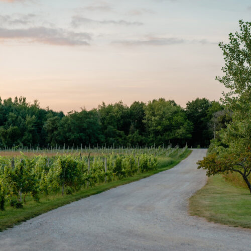 The lovely summer landscape at Hickory Creek Winery in Buchanan, Michigan.