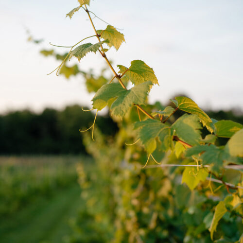 Grapevines drenched in golden hour light at Hickory Creek Winery in Buchanan, Michigan.