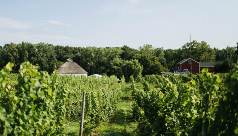 Rows of grape vines lead to the iconic white barn at Round Barn Winery in Baroda, Michigan.