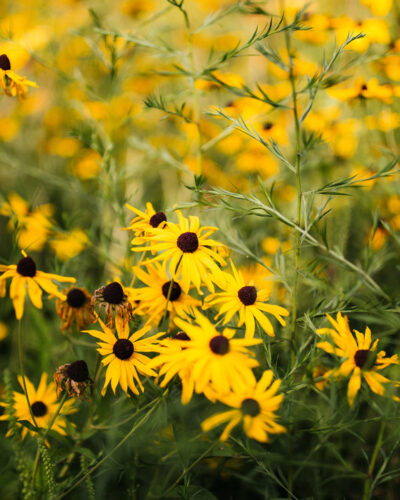 A field of black-eyed susans in Buchanan, Michigan.