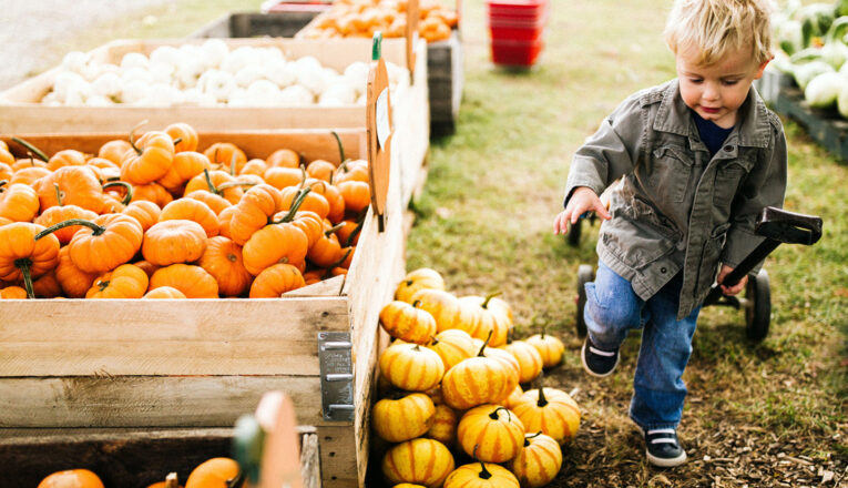 A little boy walking among the pumpkins at Dinges Fall Harvest in Three Oaks, Michigan.