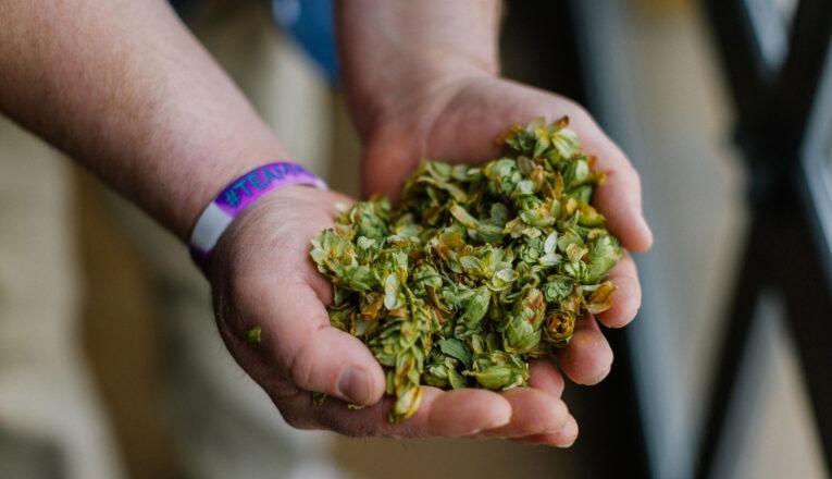 A man holding a handful of hops at Seedz Brewery in Union Pier, Michigan.