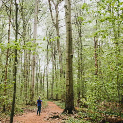 A young woman standing in a grove of mature beech trees in Warren Woods State Park, Michigan.