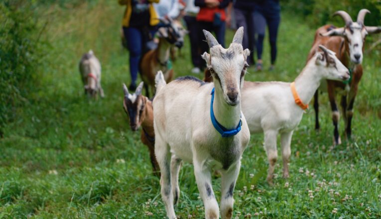 A young goat with white hair walking with his herd and a group of hikers in a green field at Verdant Hollow Farm in Buchanan.