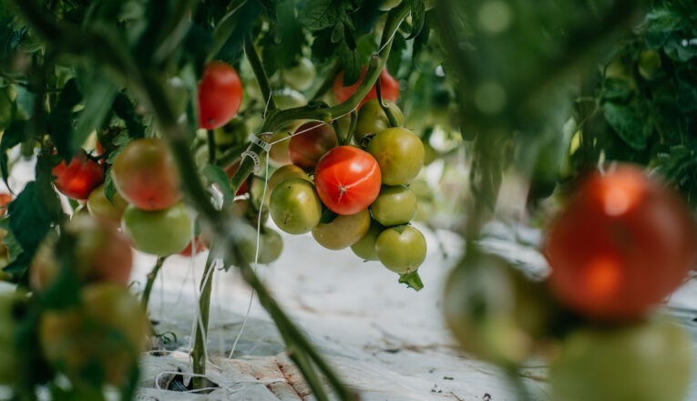 A cluster of tomatoes hang from the vine at Granor Farm in Three Oaks, MI.