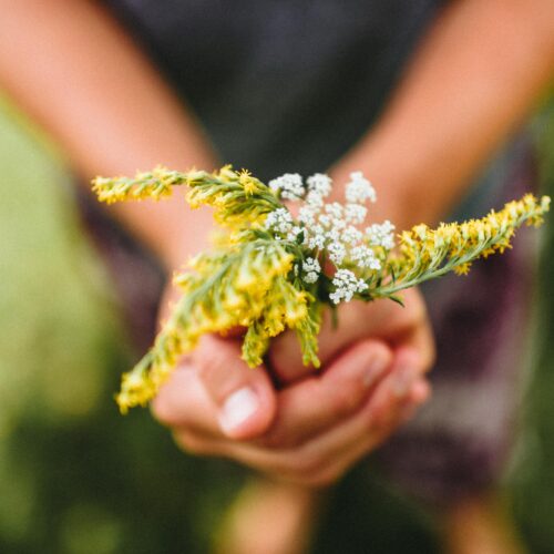 Clasped hands holding a tiny bouquet of mustard flowers and babys breath.