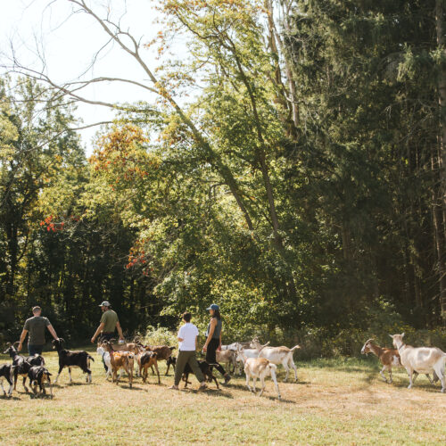Hikers and goats on a grassy path entering a forest at Verdant Hollow Farm in Buchanan, Michigan.