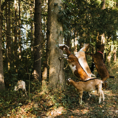 A group of goats grazing against a tree and the forest floor at Verdant Hollow Farm in Buchanan, Michigan.