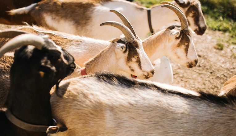 A close-up of the Verdant Hollow Farms goat herd in Buchanan, Michigan.