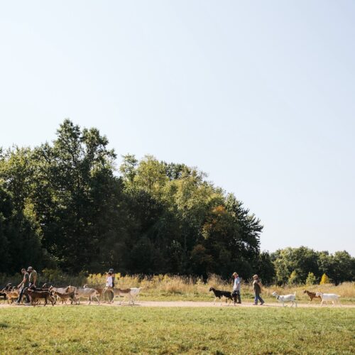 Hikers in the midst of a goat herd as they enter a grove of trees at Verdant Hollow Farms in Buchanan, Michigan.