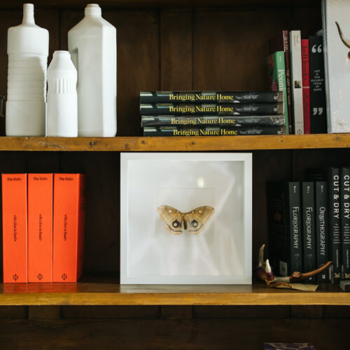 A butterly shadow box on the shelves inside Goods and Heroes in Three Oaks, Michigan