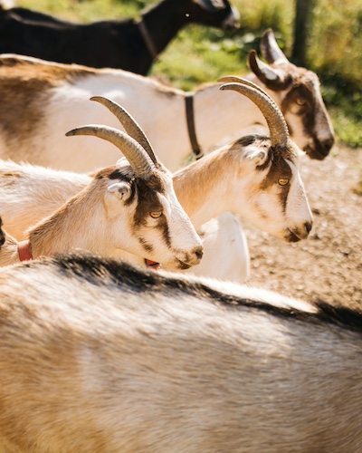 Three members of the Verdant Hollow goat herd in Buchanan, Michigan.