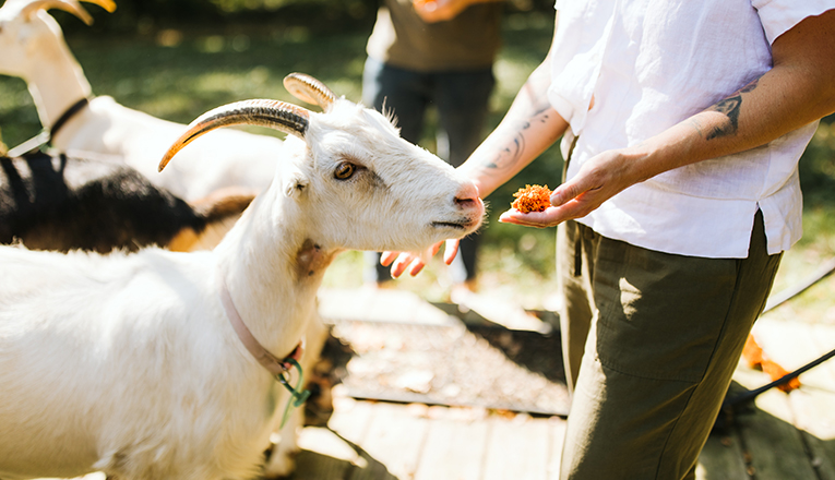 A person offering a beautiful, horned goat an orange flower blossom on a goat hike at Verdant Hollow in Buchanan, Michigan.