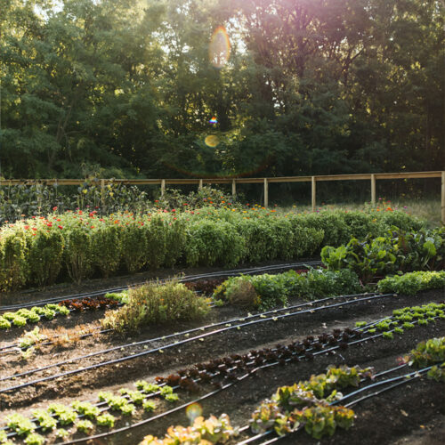 Flowers and vegetables grow on the farm at Farmette in New Buffalo, Michigan
