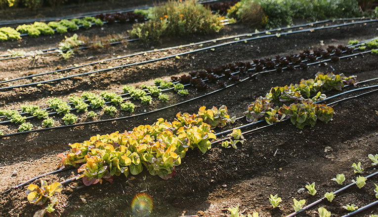 Flowers and vegetables grow on the farm at Farmette in New Buffalo, Michigan