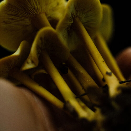 Mushrooms at Warren Woods State Park in Sawyer, Michigan