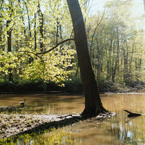 A goose dips into the river at Warren Woods State Park in Sawyer, Michigan