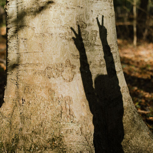 Peace sign shadow at Warren Woods State Park in Sawyer, Michigan