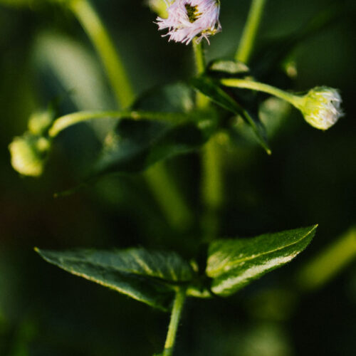 Spring flowers bloom at Warren Woods State Park in Sawyer, Michigan